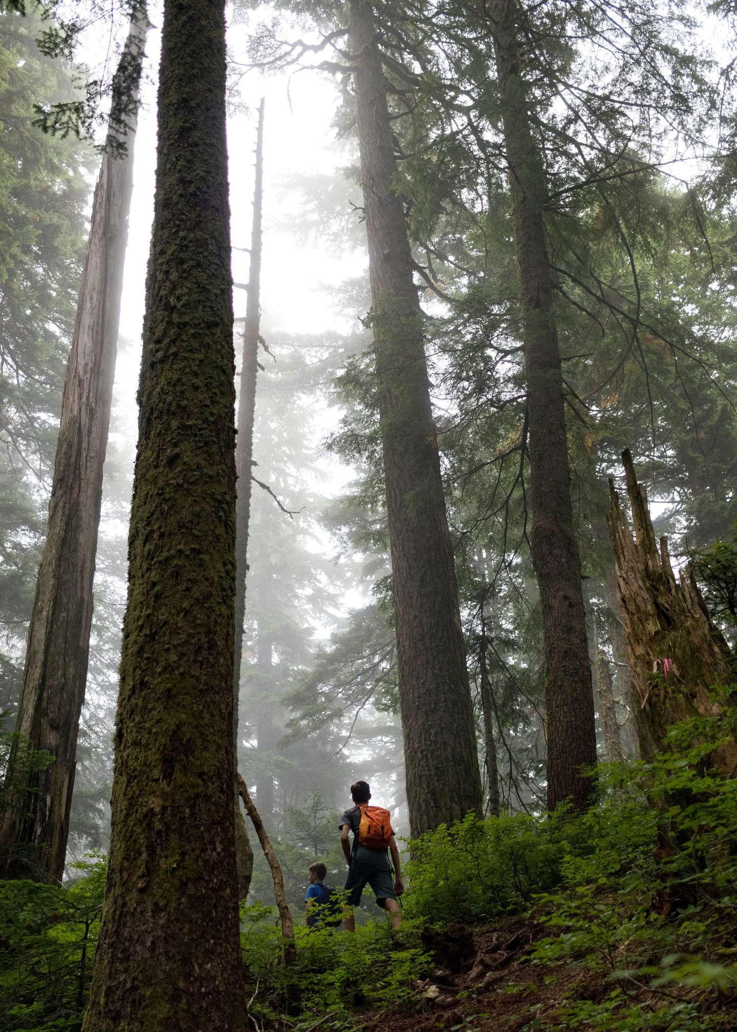 Two boys hiking in a forest